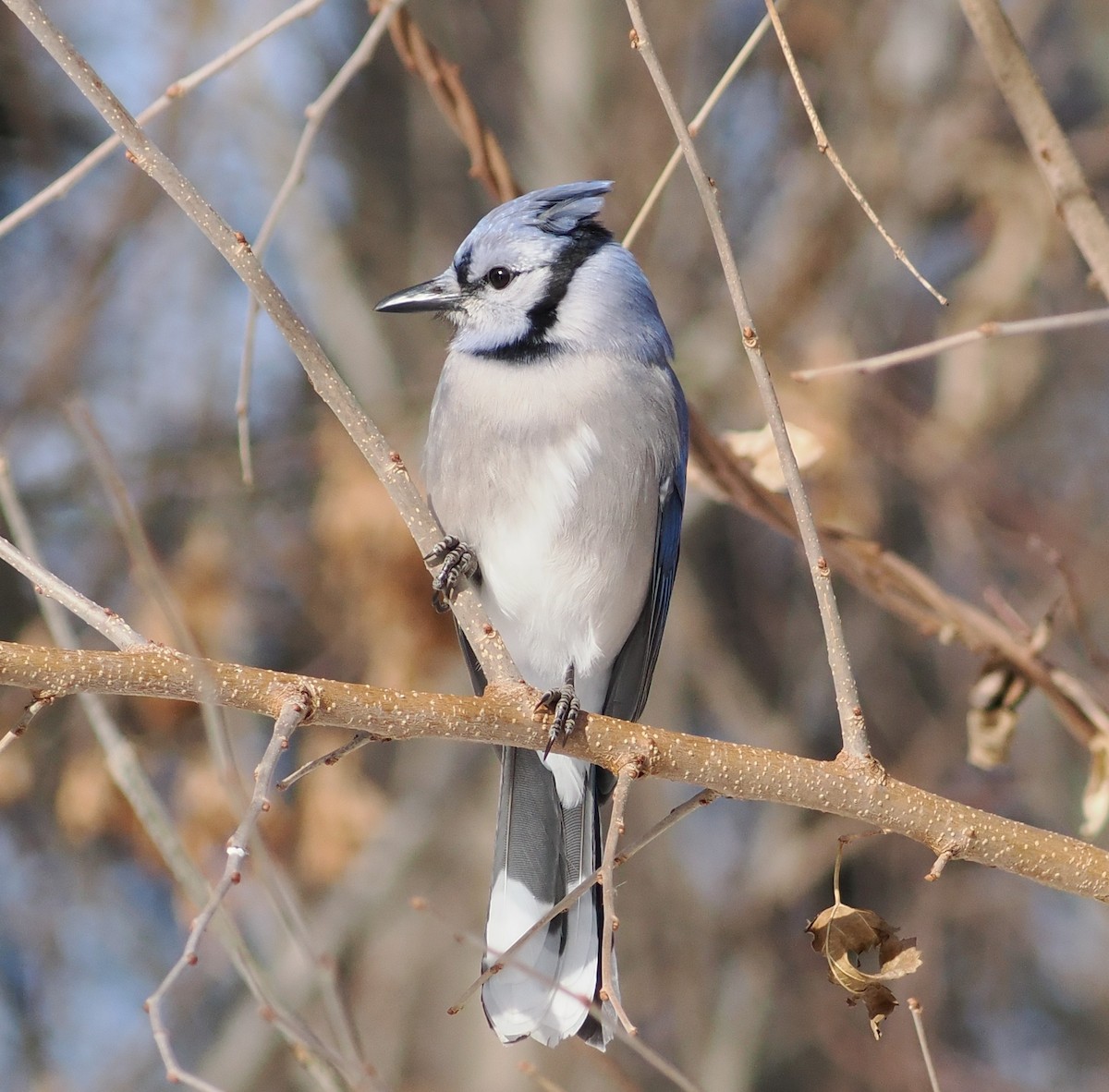 Blue Jay - ML647042643