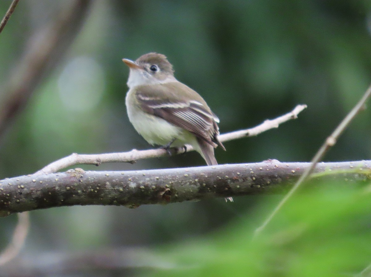 Least Flycatcher - ML647042662