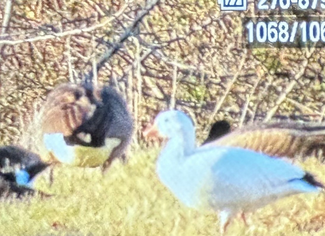 Гусь Росса - ML647042663