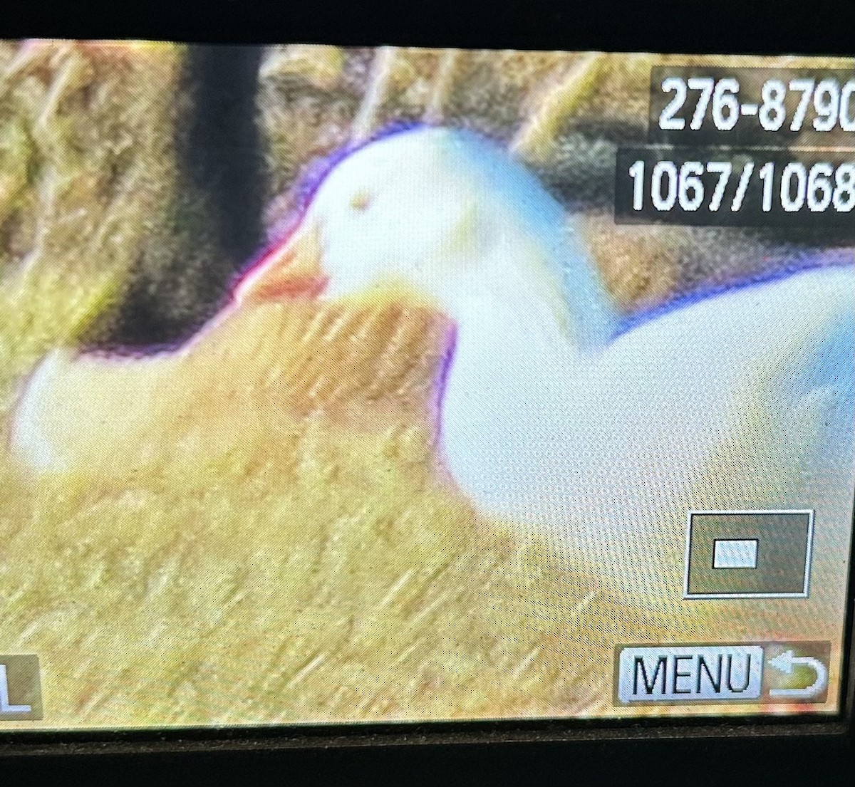 Гусь Росса - ML647042664