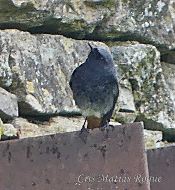 rehek domácí - ML647042667