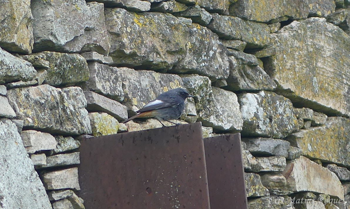 rehek domácí - ML647042668