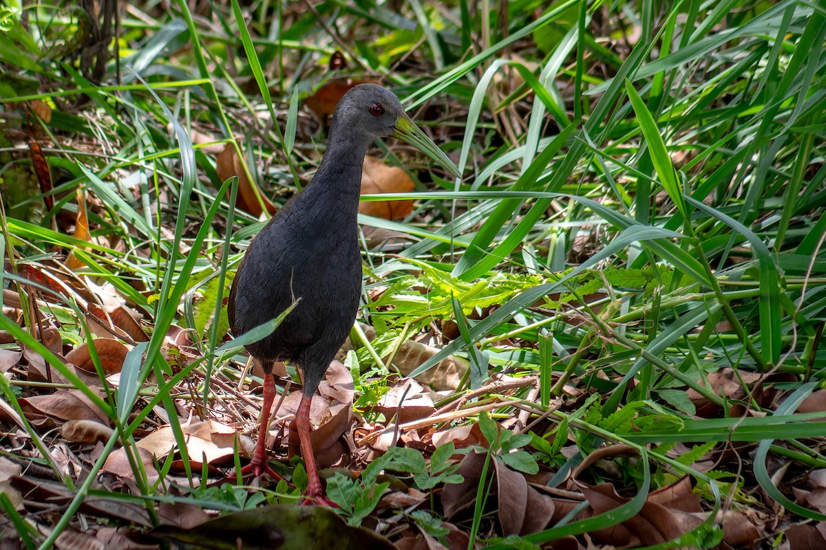 Blackish Rail - ML647042669