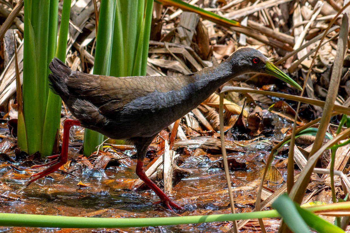 Blackish Rail - ML647042670