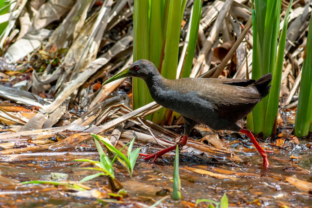 Blackish Rail - ML647042674