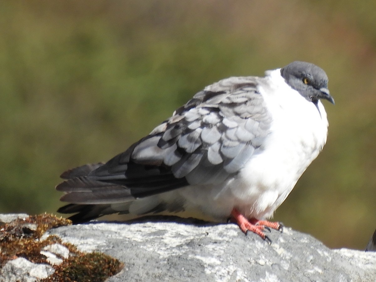 Snow Pigeon - ML647042678