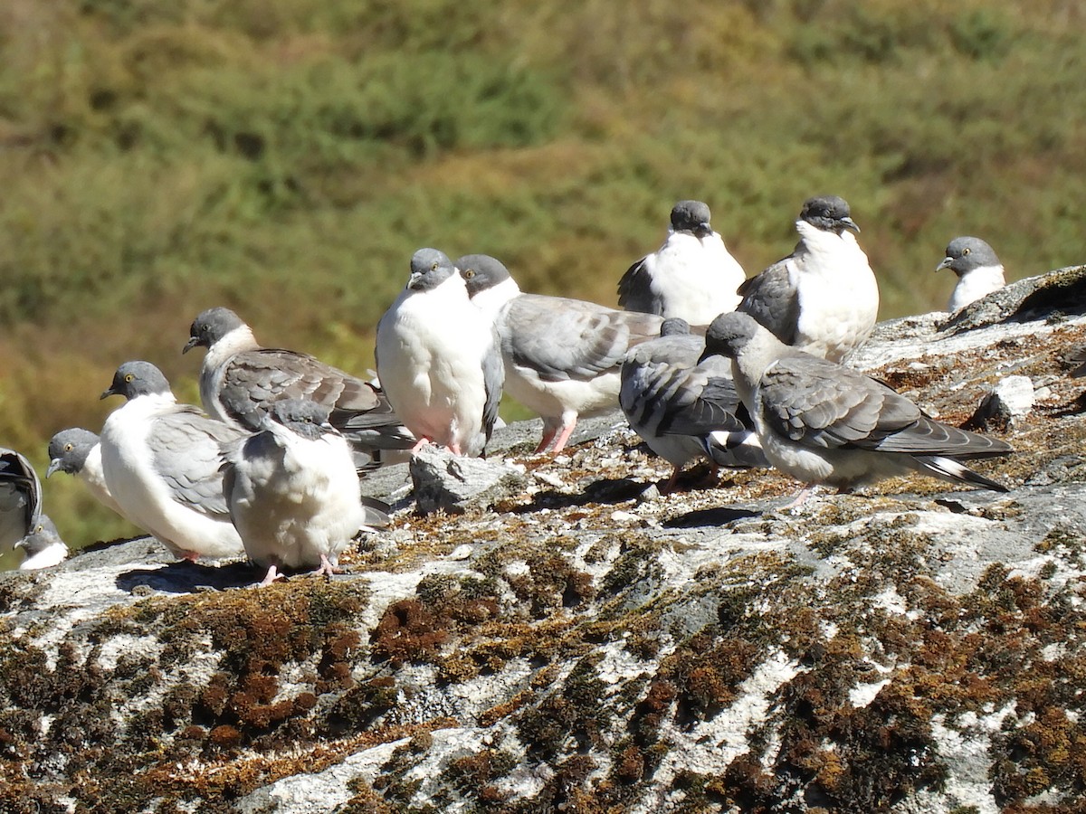 Snow Pigeon - ML647042679