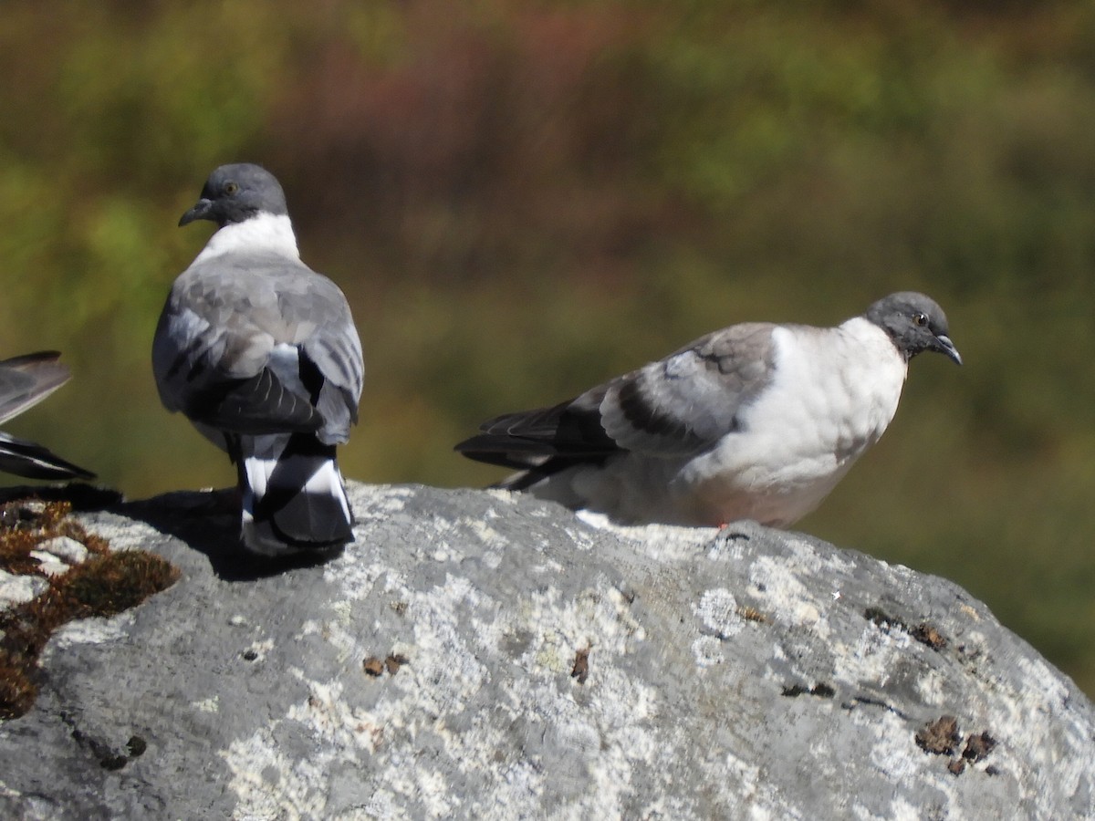 Snow Pigeon - ML647042680