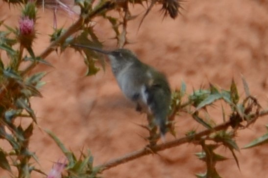 Black-chinned Hummingbird - ML647042683