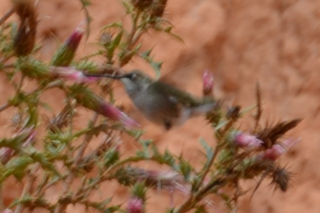 Black-chinned Hummingbird - ML647042684