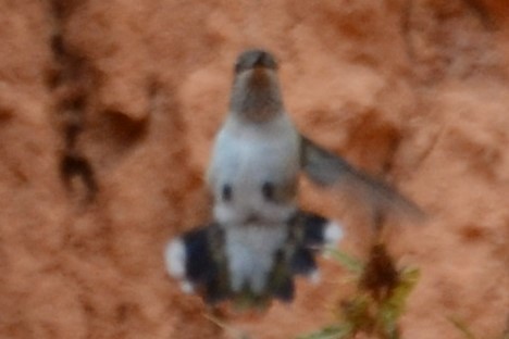 Black-chinned Hummingbird - ML647042685