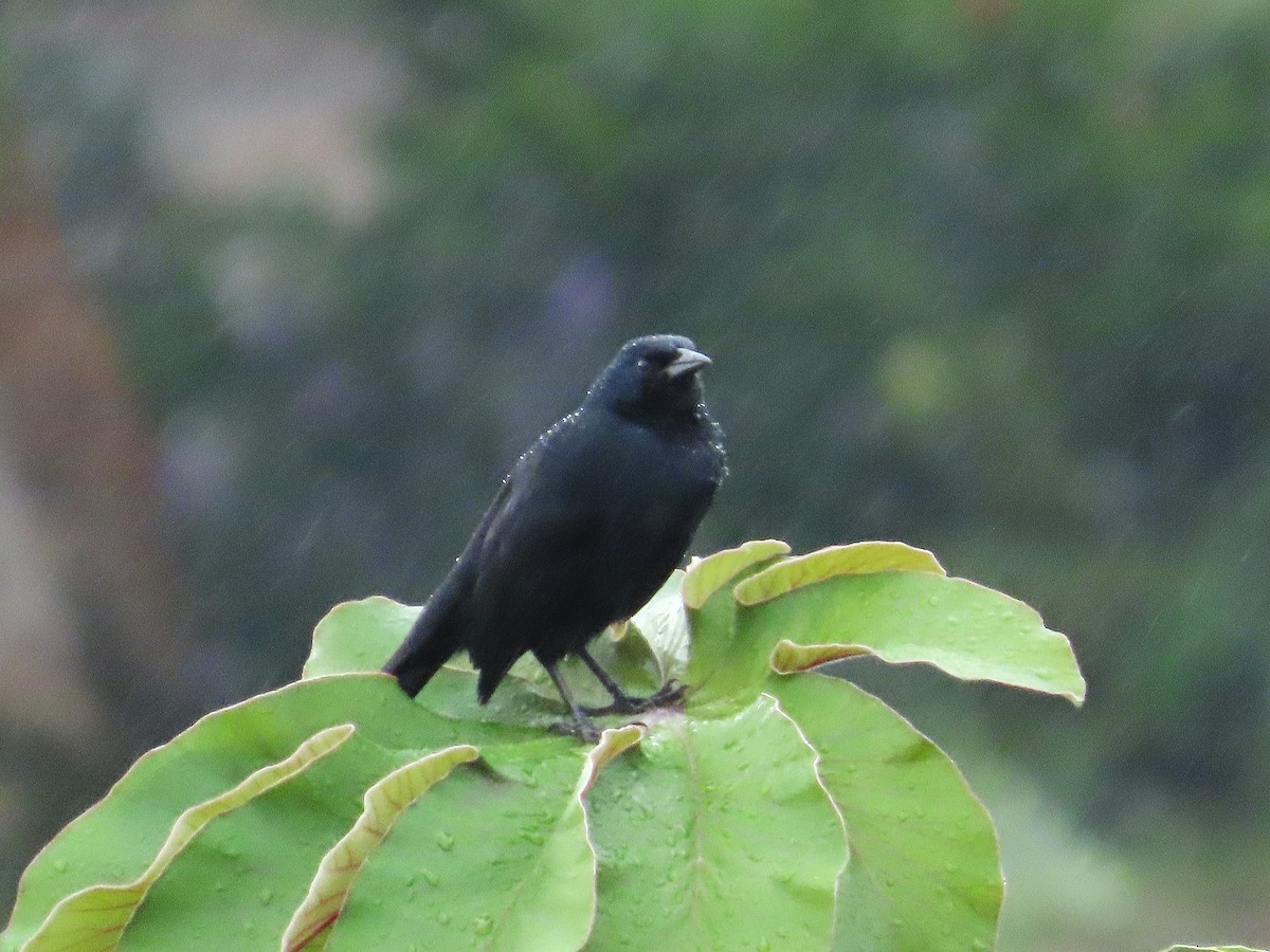 Melodious Blackbird - ML647042686