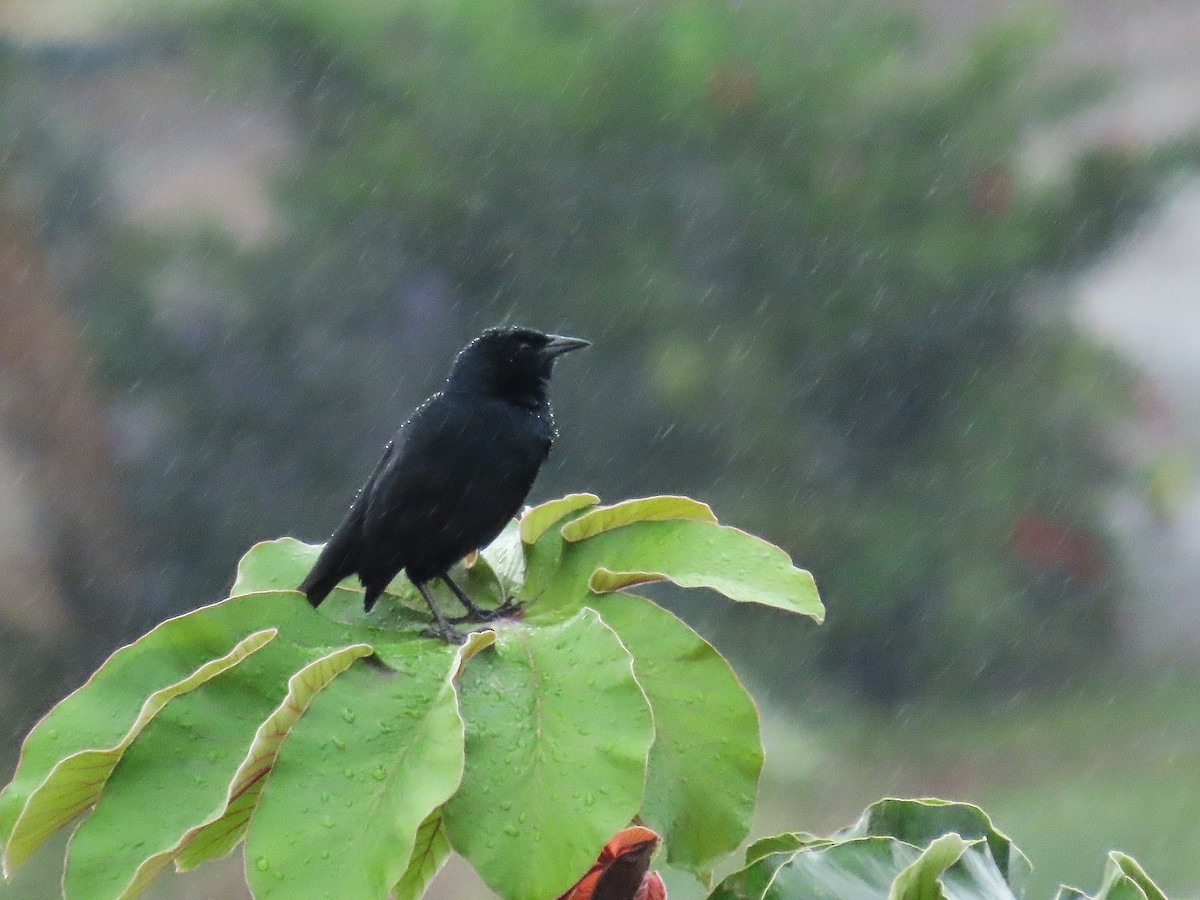 Melodious Blackbird - ML647042687