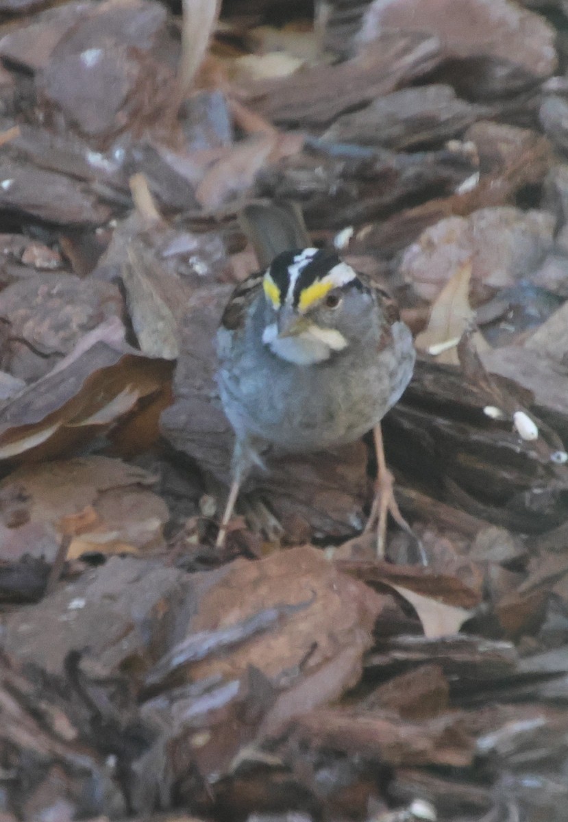 White-throated Sparrow - ML647042688