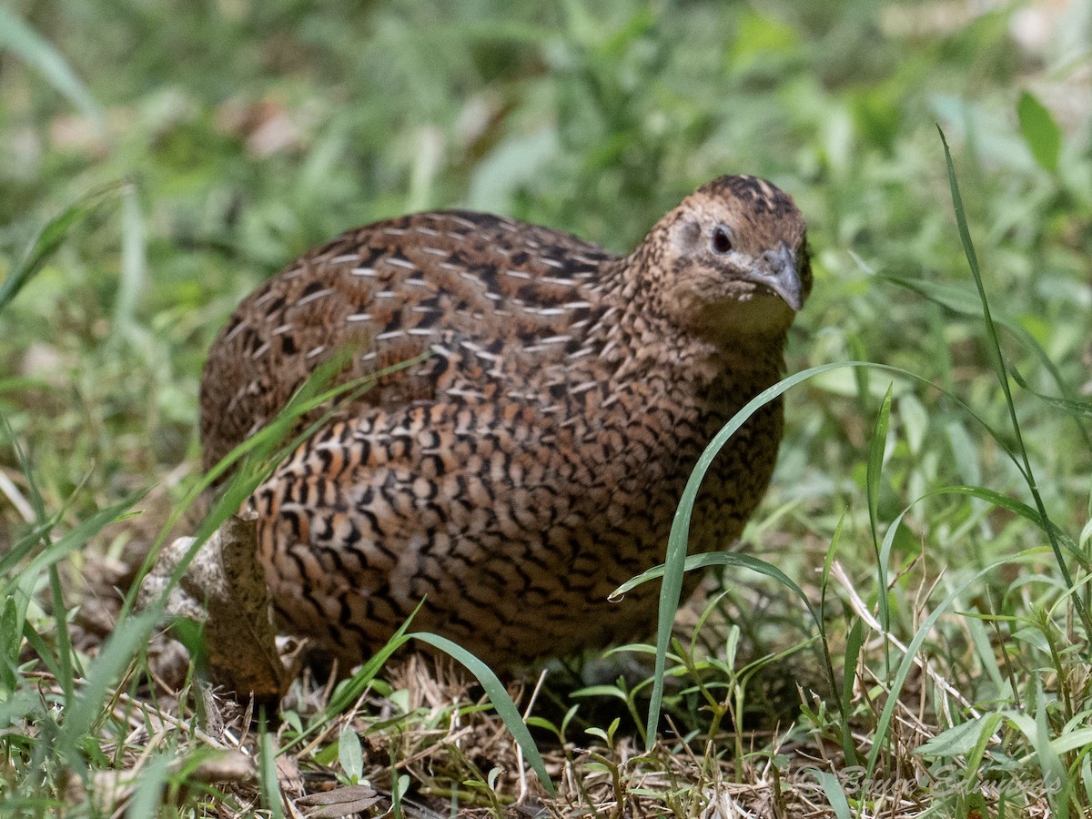 Brown Quail - ML647042689