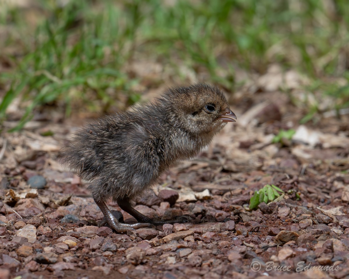 Brown Quail - ML647042690