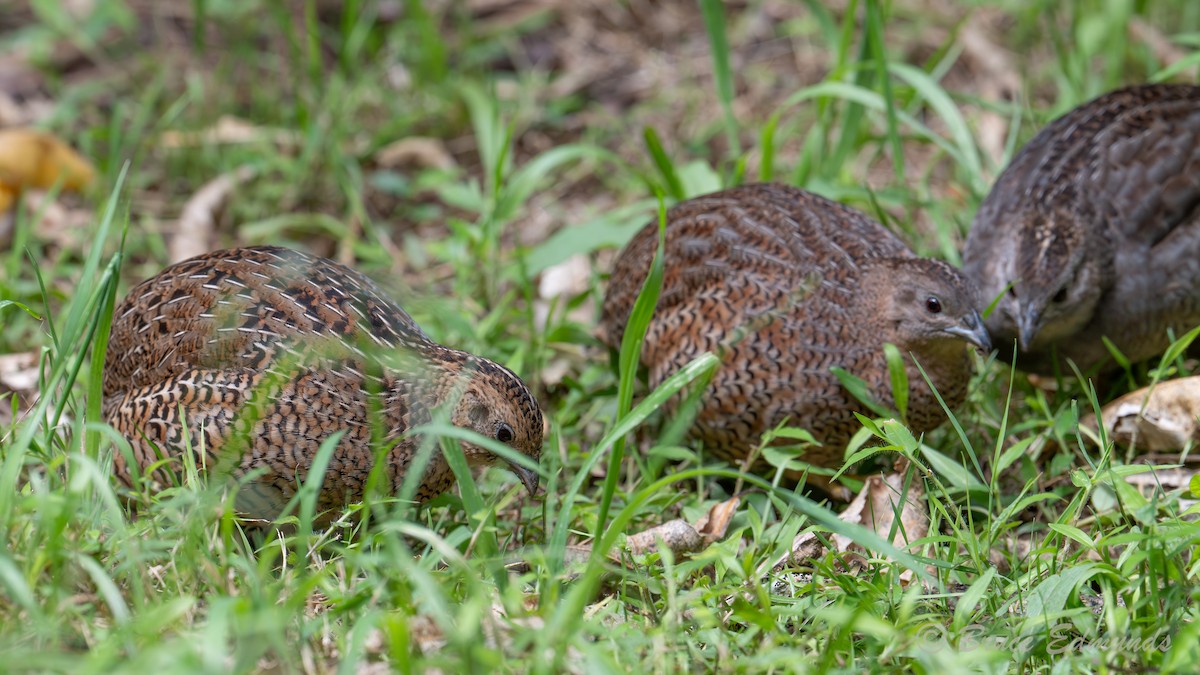 Brown Quail - ML647042691