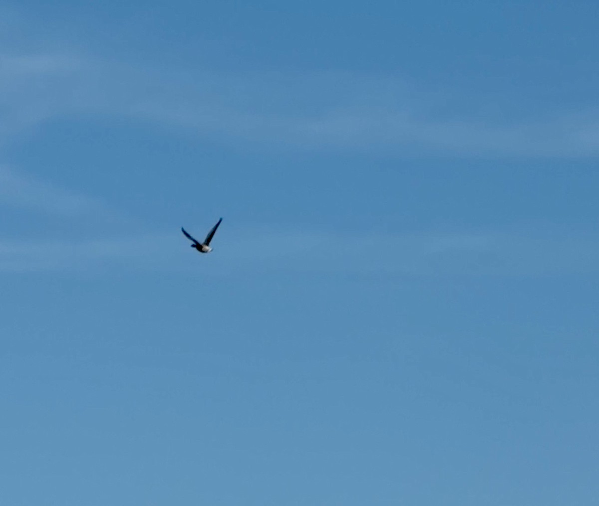 黑雁 - ML647042692