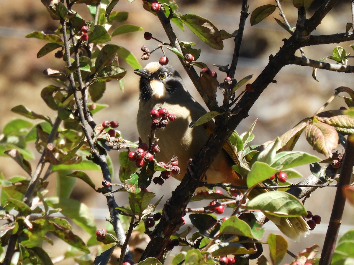 Variegated Laughingthrush - ML647042693