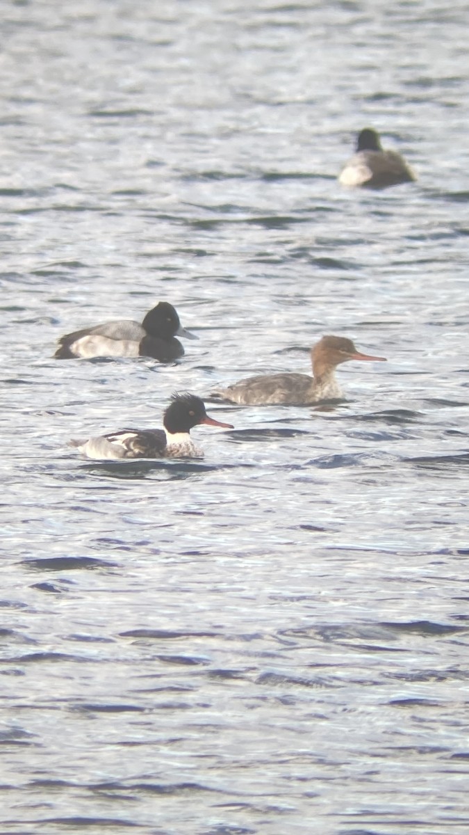 紅胸秋沙 - ML647042694