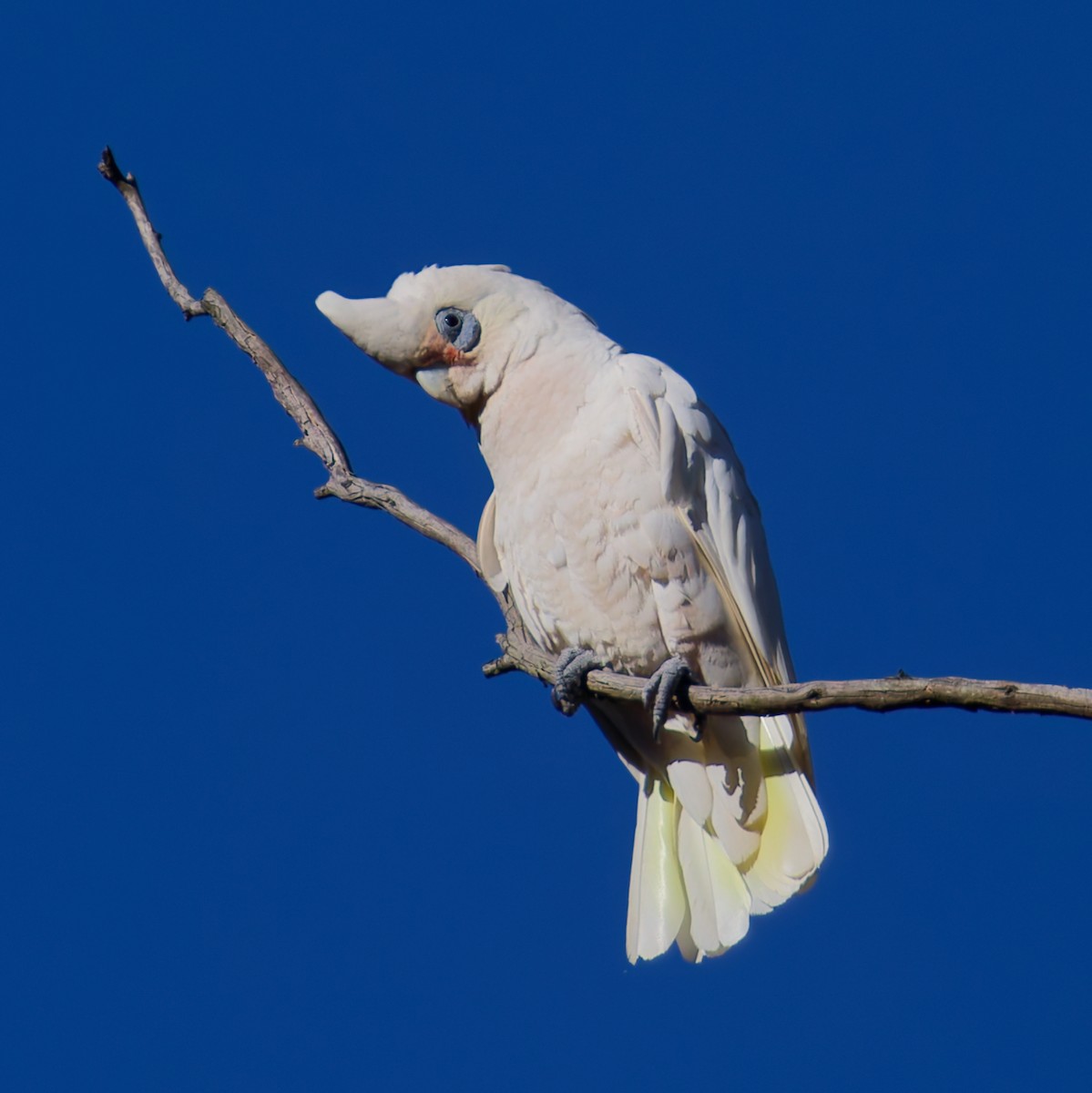 Little Corella - ML647042695