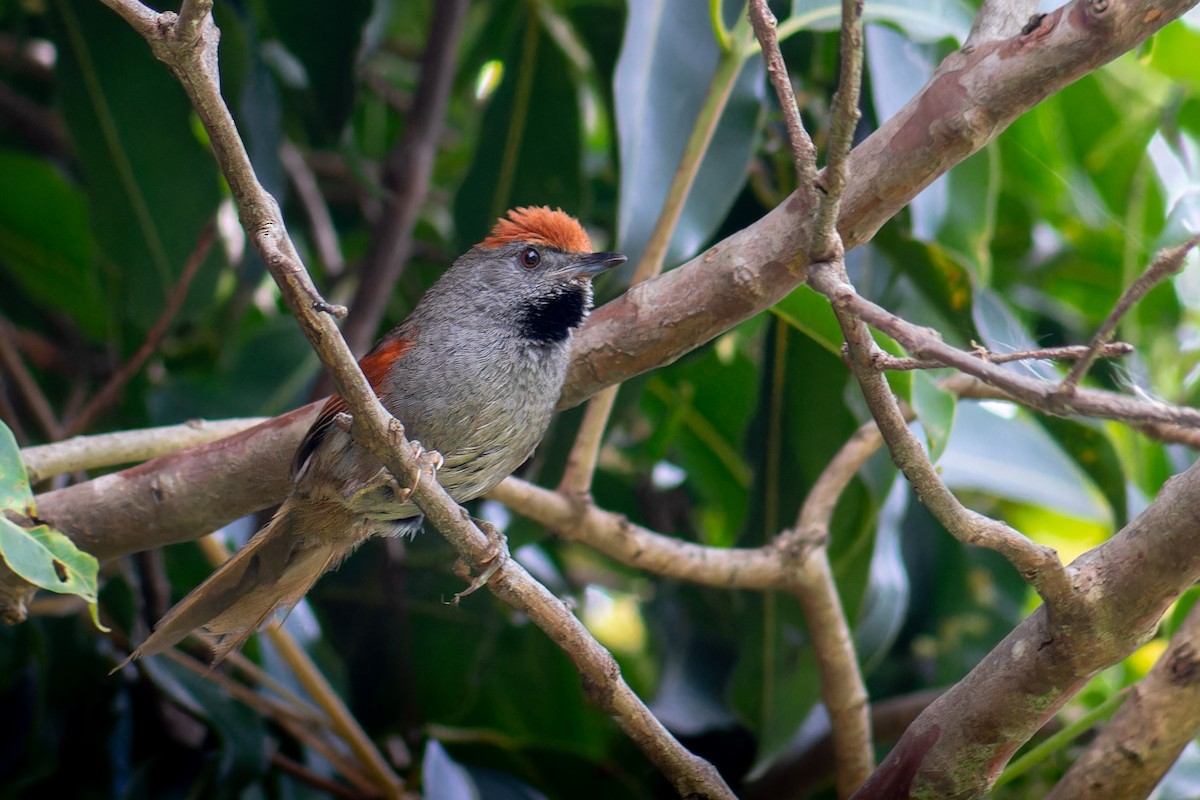 Spix's Spinetail - ML647042696