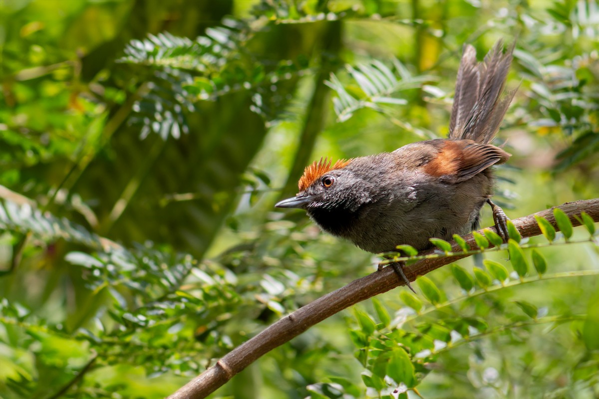 Spix's Spinetail - ML647042698