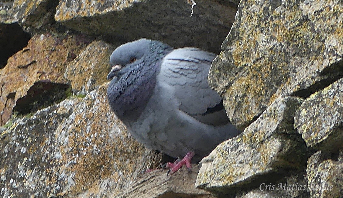 野鴿(野化) - ML647042701