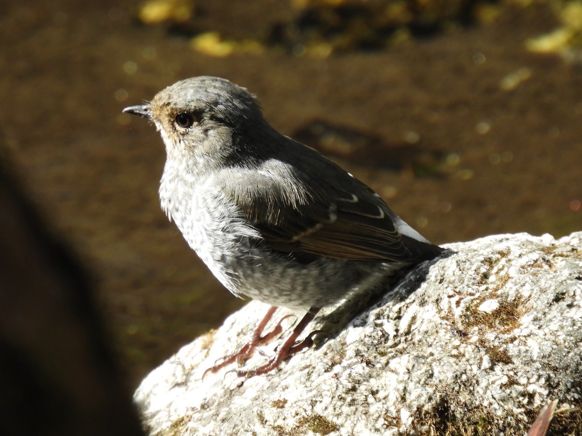 鉛色水鶇 - ML647042702