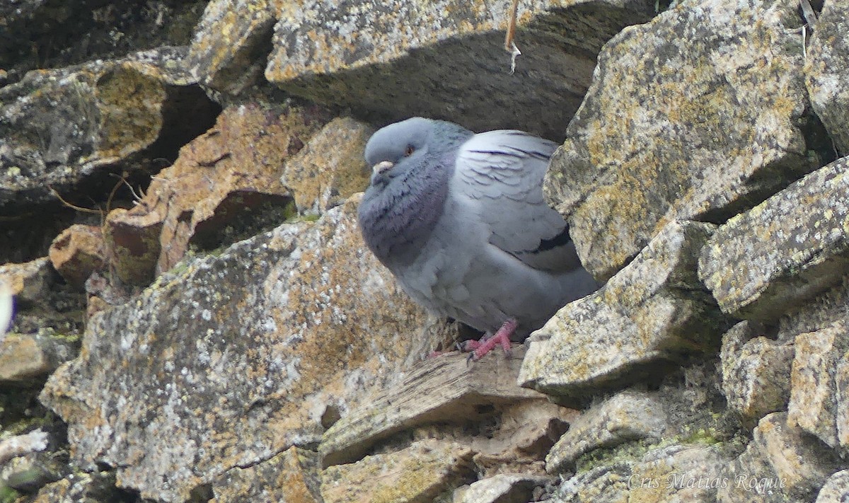 野鴿(野化) - ML647042703