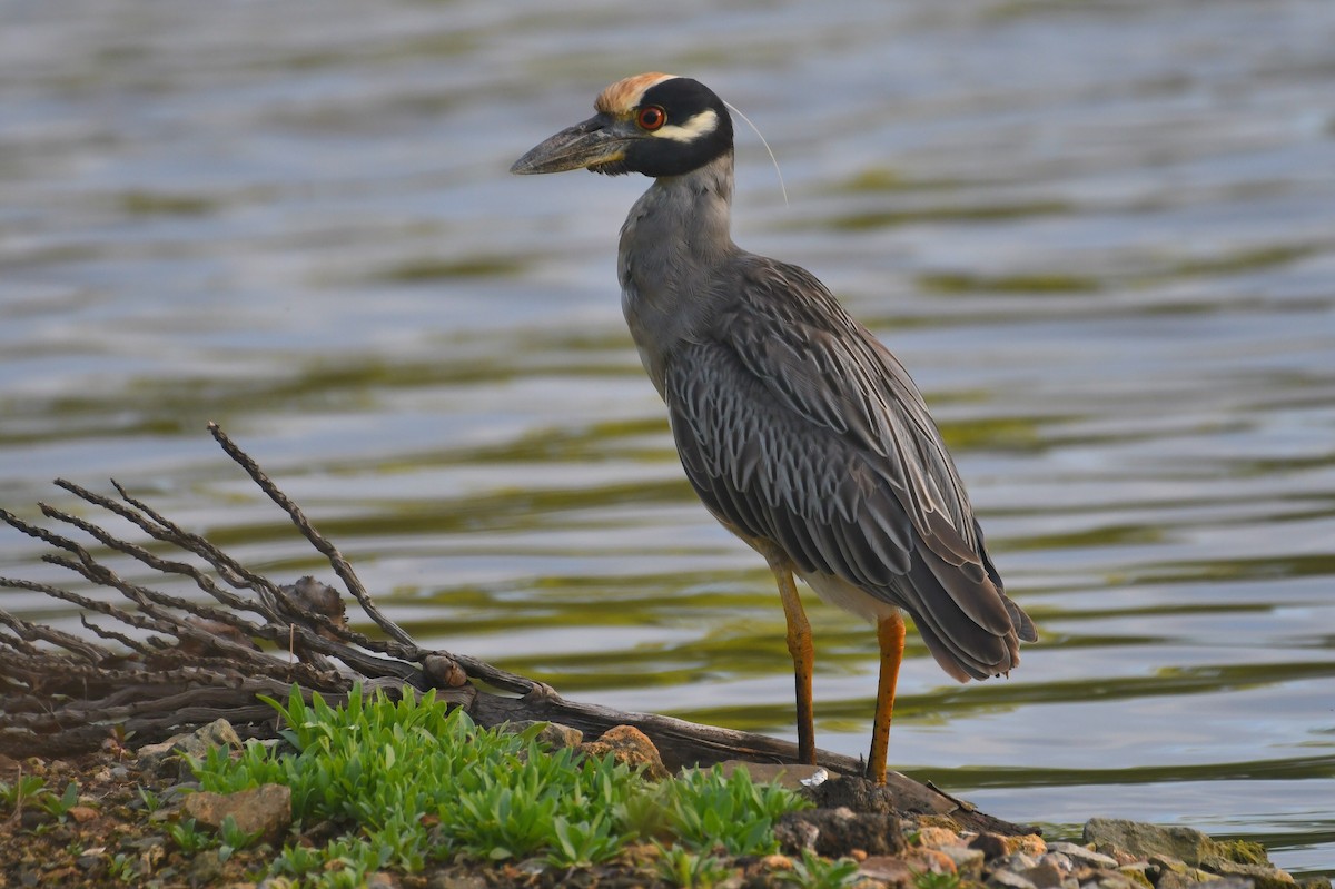 Yellow-crowned Night Heron - ML647042705