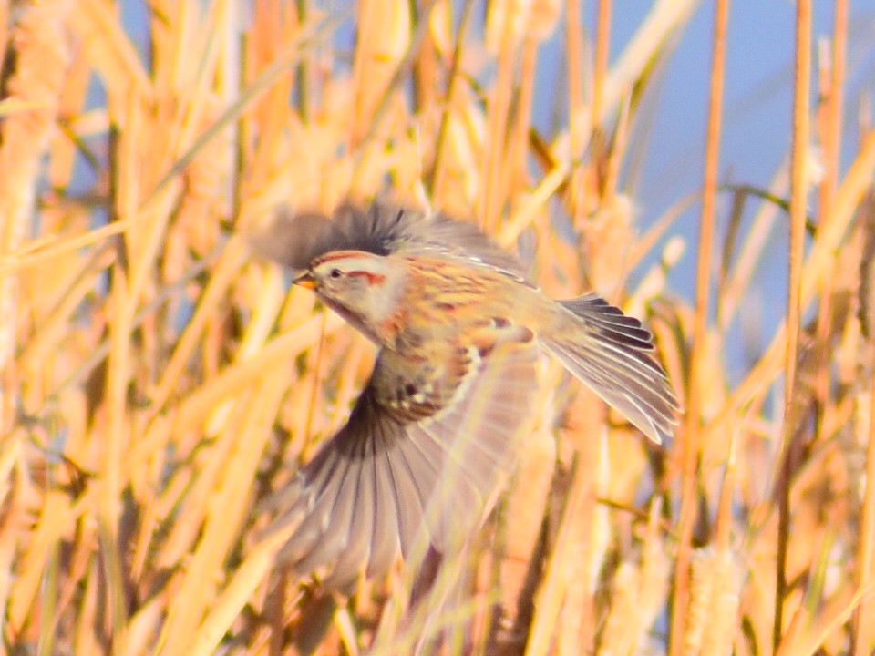 Hudson Körfezi Serçesi - ML647042711