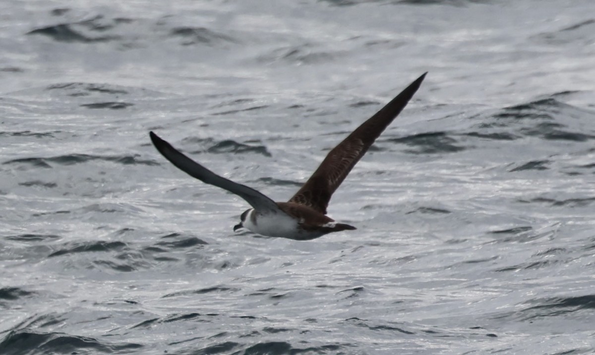 Great Shearwater - ML647042714