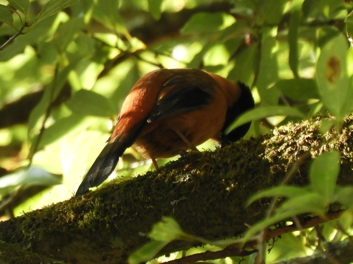 Rufous Sibia - ML647042715