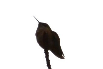 Rufous Hummingbird - ML647042716