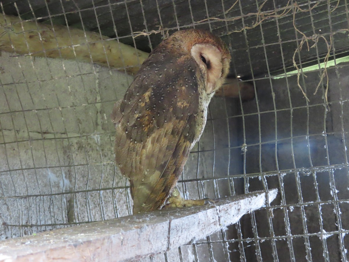 American Barn Owl - ML647042717