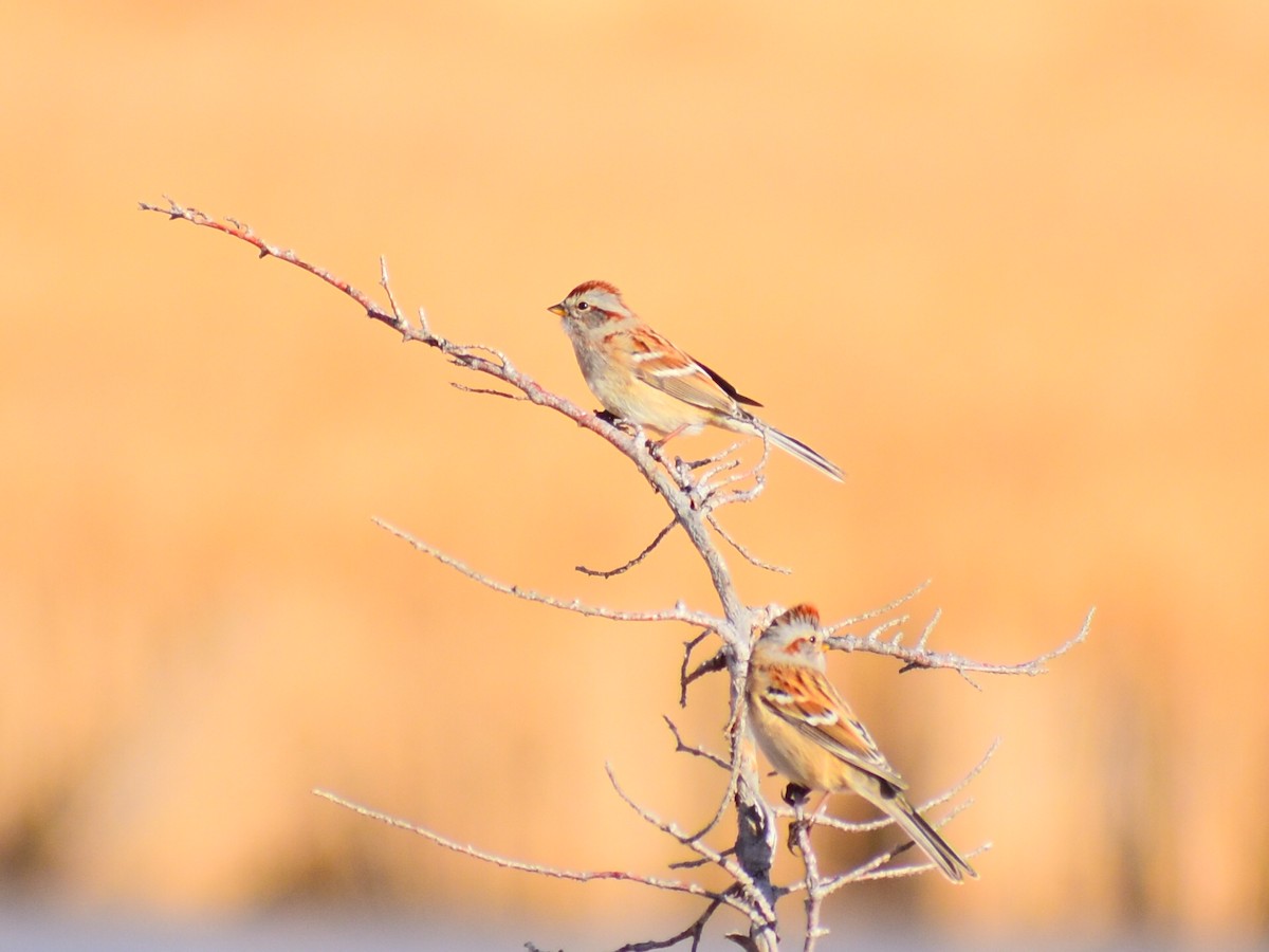 Hudson Körfezi Serçesi - ML647042718