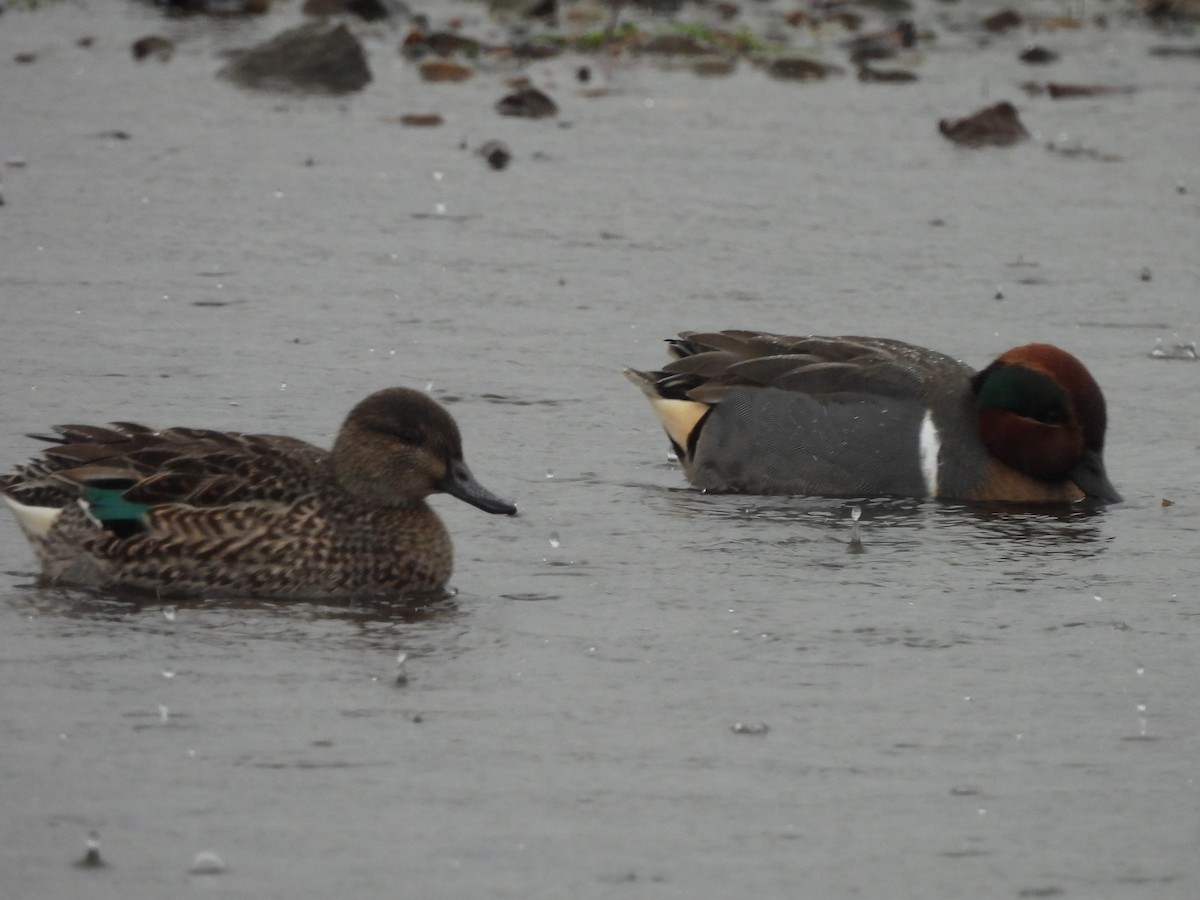 小水鴨 - ML647042721