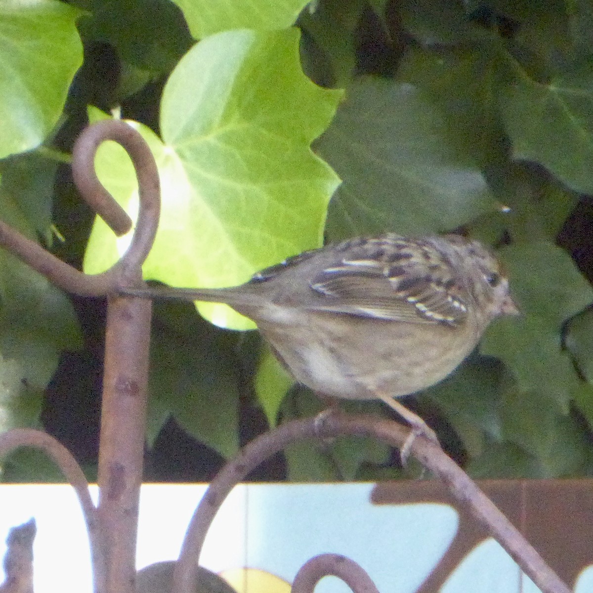 Song Sparrow - ML647042722
