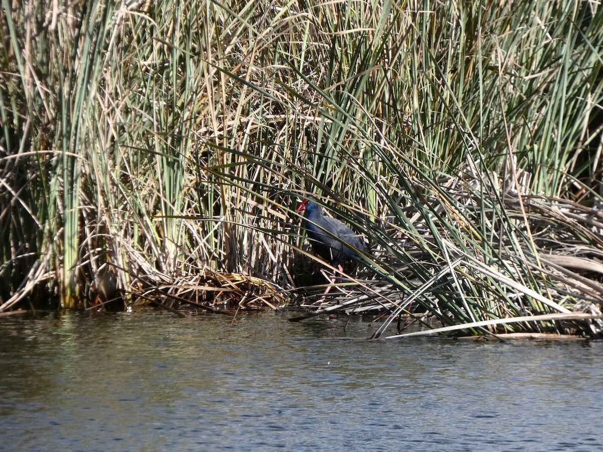 Western Swamphen - ML647042725