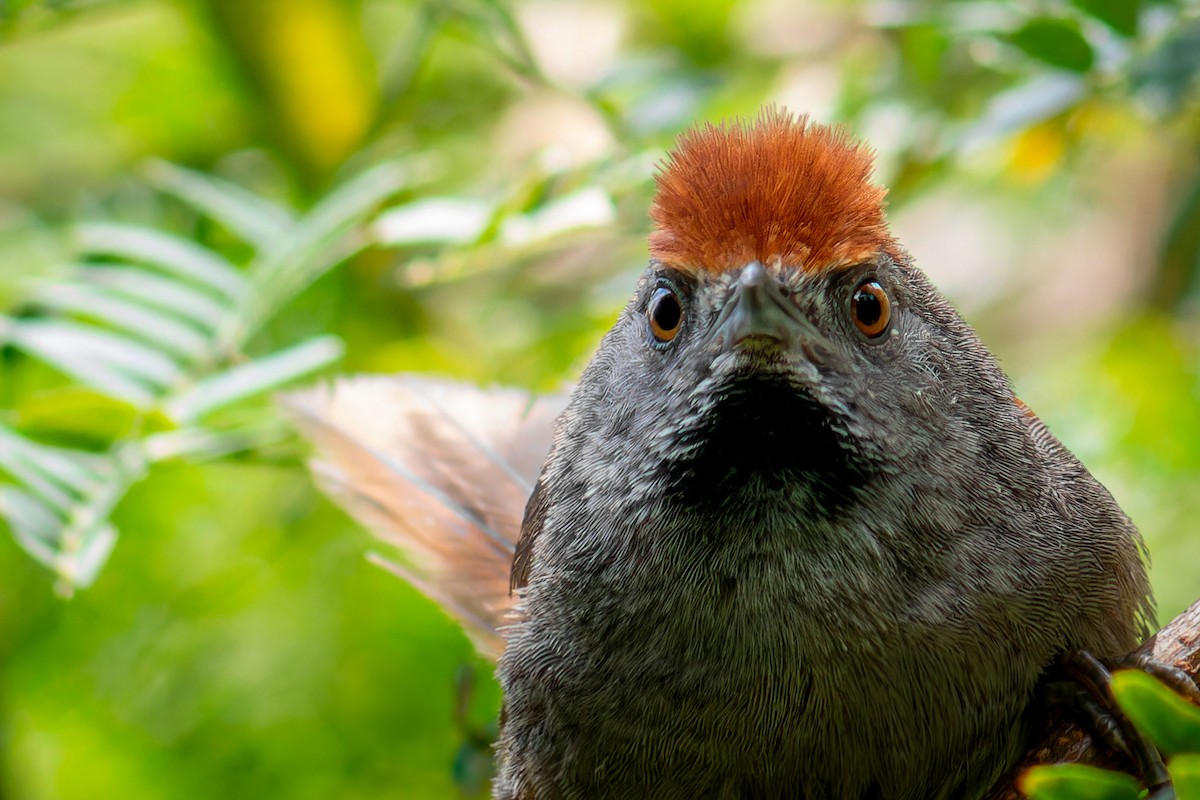 Spix's Spinetail - ML647042727