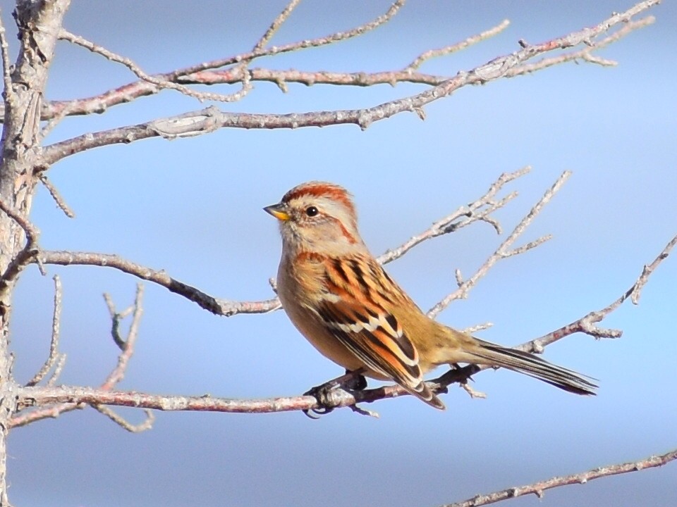 Hudson Körfezi Serçesi - ML647042731