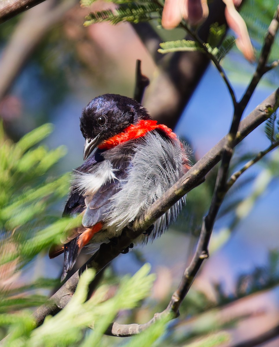 Mistletoebird - ML647042733