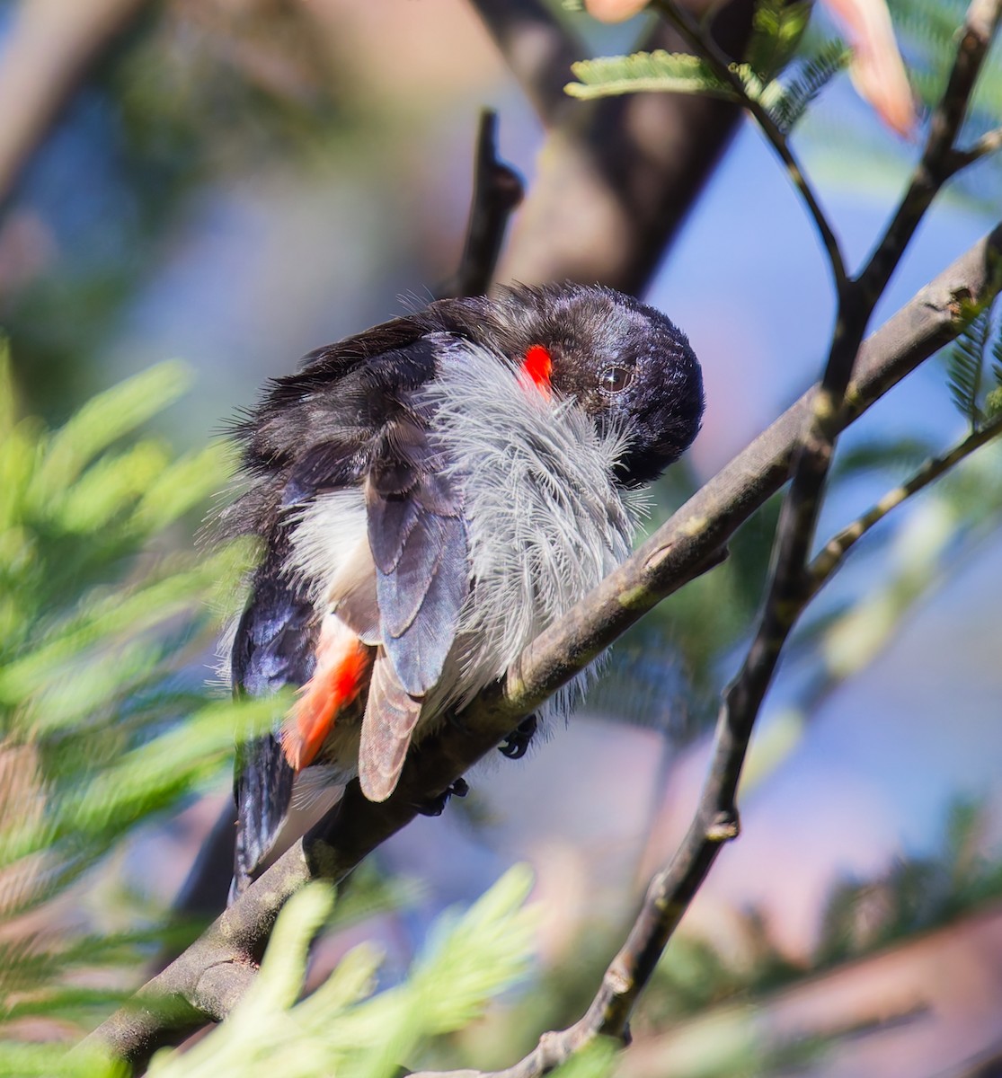 Mistletoebird - ML647042734