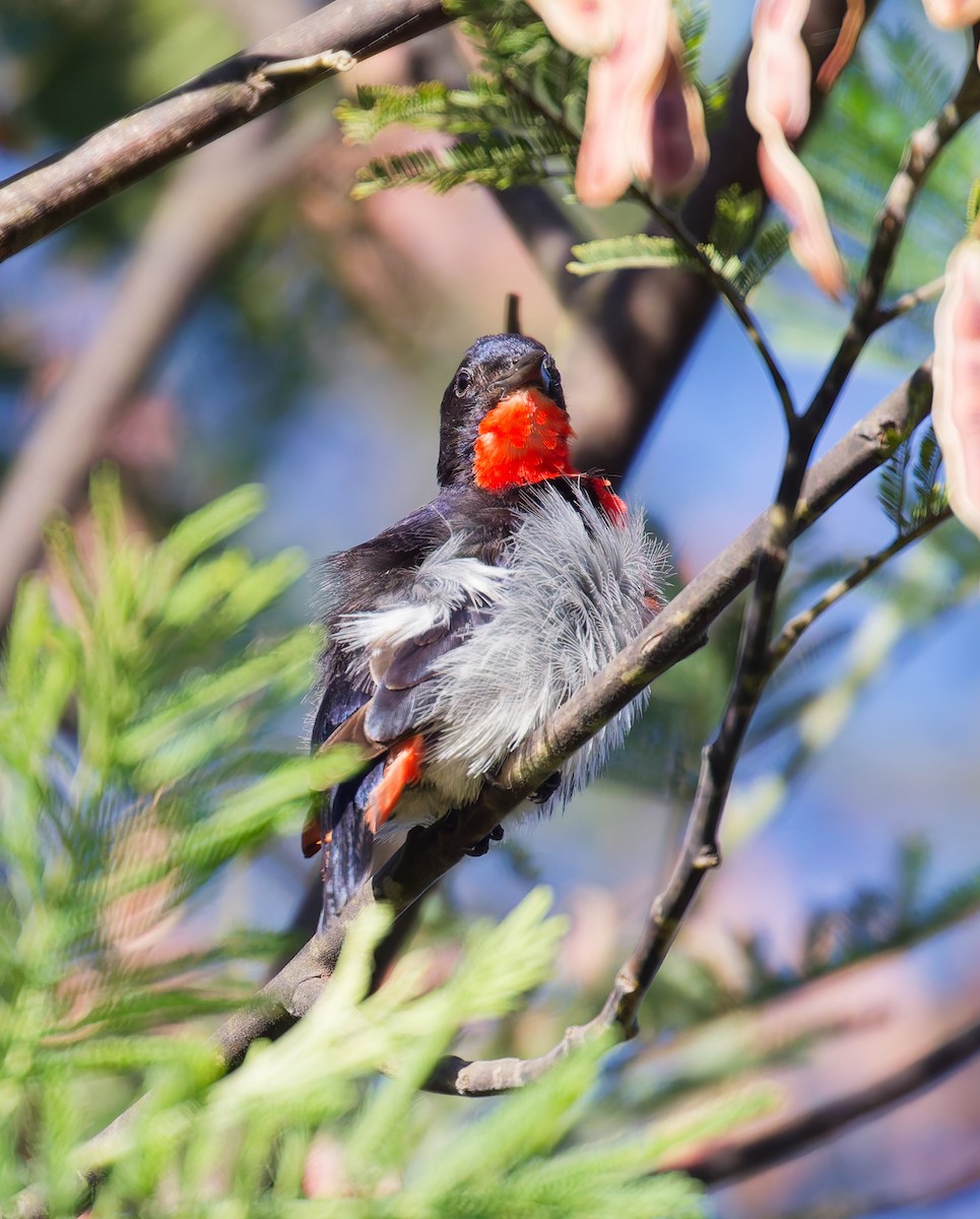 Mistletoebird - ML647042735
