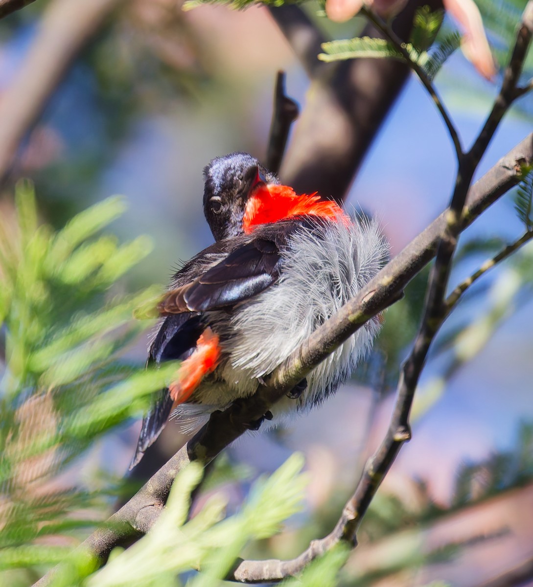 Mistletoebird - ML647042736