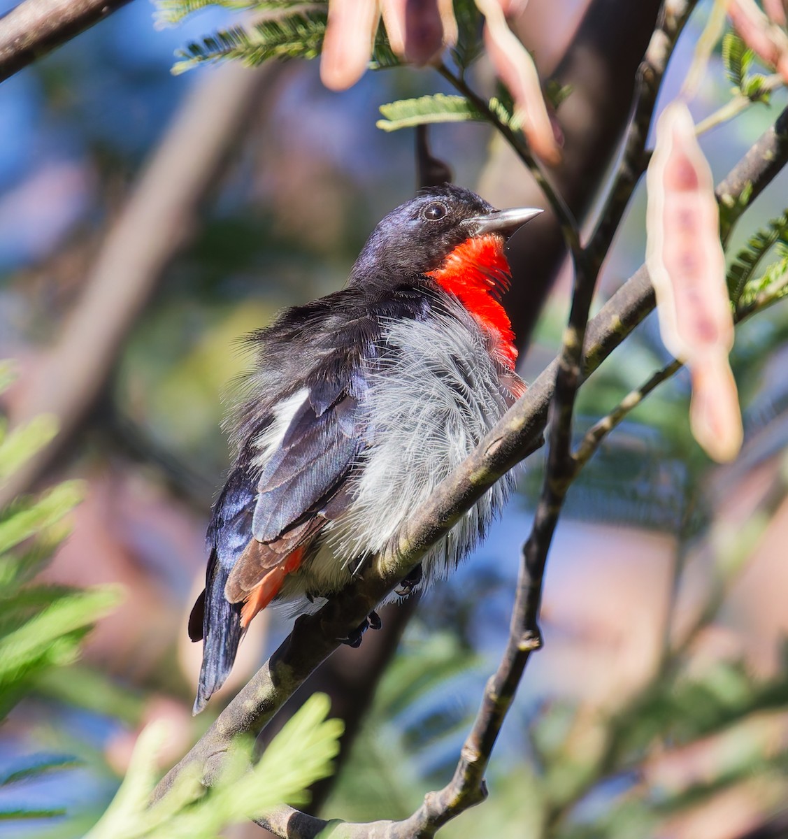 Mistletoebird - ML647042737