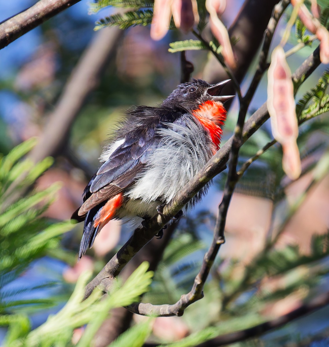 Mistletoebird - ML647042738