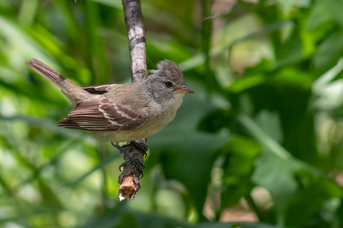 Southern Beardless-Tyrannulet - ML647042744