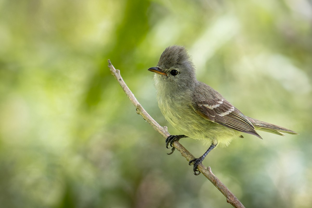 Southern Beardless-Tyrannulet - ML647042745
